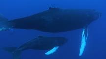 WHALES