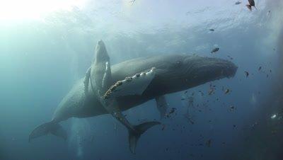 All Marine Mammals