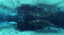 Freshwater Spring