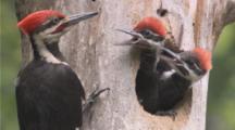 Animals Parenting