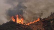 Forest Fire