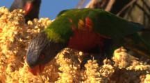 BIRDS
