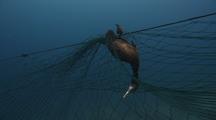 Fishing Bycatch