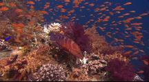 Tropical Fish