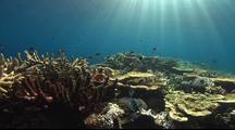 Underwater Oceanscapes