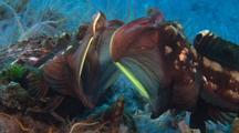 Fish Fighting