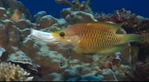 Coral Reef Fish