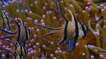 Ultra HD Fish