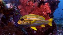 Underwater 4K Video Ultra HD