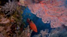 Ultra HD Coral Reef