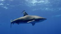Ultra HD Sharks