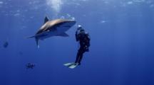 Ultra HD Underwater Sharks