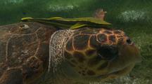 Marine Reptiles