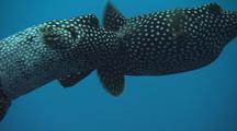 Fish Mating