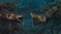Animals Fighting