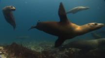 Mammals Underwater