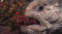 Animals Feeding