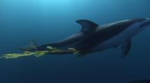 DOLPHINS