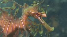 Fish in Kelp Forest