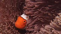 Animals Hiding