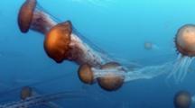 Ultra HD Marine Invertebrates