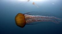 Ultra HD Underwater Animals