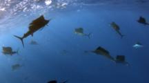 Ultra HD Open Ocean