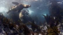 Ultra HD Animals Playing