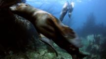 Ultra HD Underwater Mammals