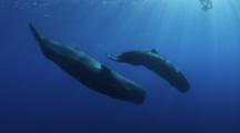 Ultra HD Whales