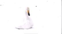 Snow