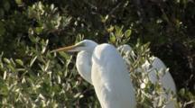 Mangroves