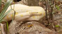 Pythons