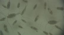Microscope
