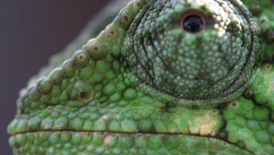 Royalty Free Video Reptiles