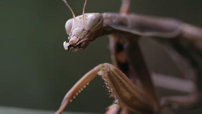 Royalty Free Video Macro