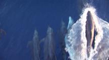 Animals Traveling