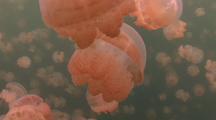 Pelagic Invertebrates