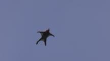 Wingsuit