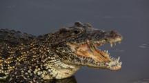 Marine Reptiles Royalty Free