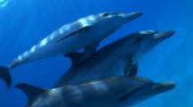 Royalty Free Dolphins