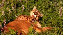 Nurture