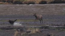 Animals Fleeing