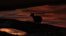 Dawn