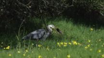Ultra HD Animals Hunting