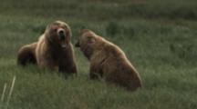 Ultra HD Animals Fighting