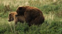 Ultra HD Animals Mating