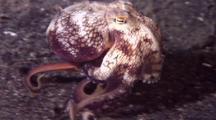 Invertebrates on HD
