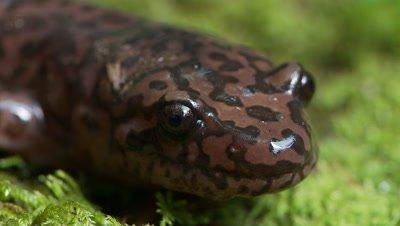 All Amphibians