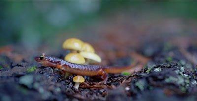 Temperate Amphibians